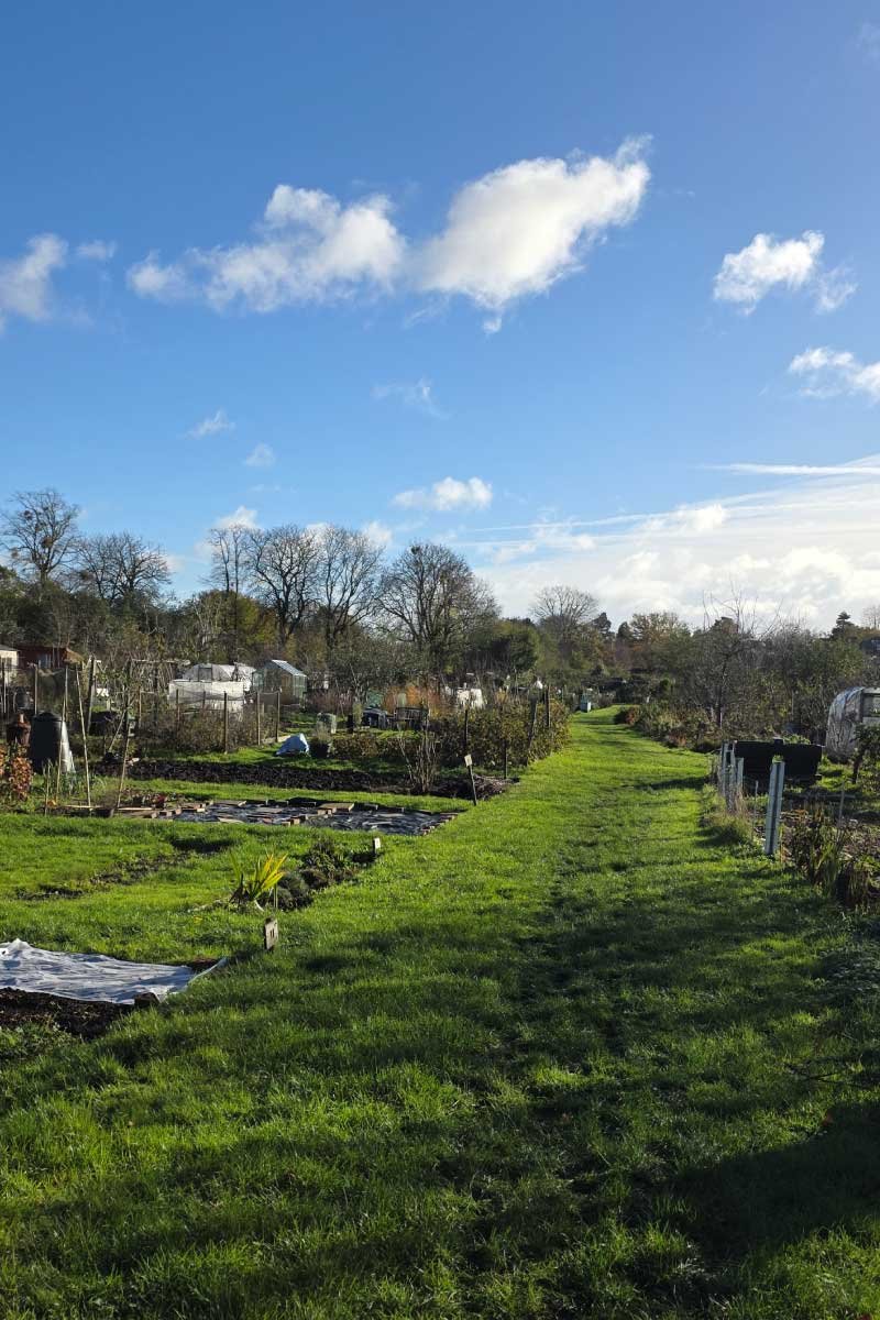 Weybridge Rotary Community Allotment Weybridge Rotary Community Allotment